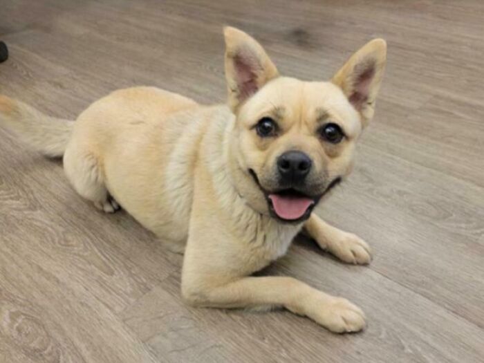 Happy adopted dog lying on wooden floor, showing the joy and benefits of pet adoption.