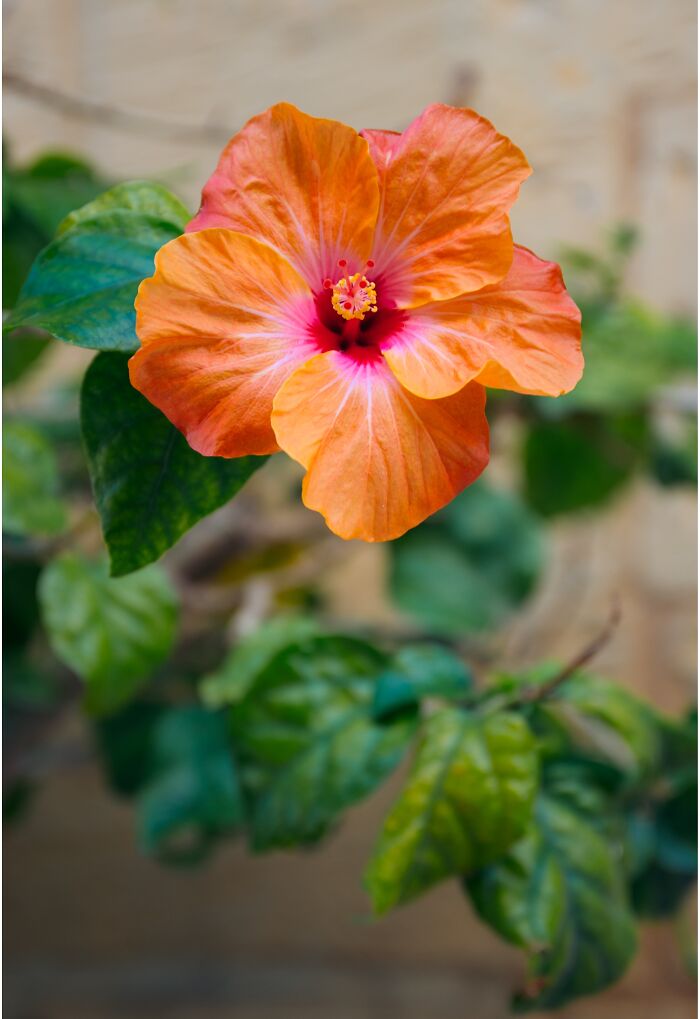 I Spent A Few Days Photographing The Beautiful Valletta, Malta