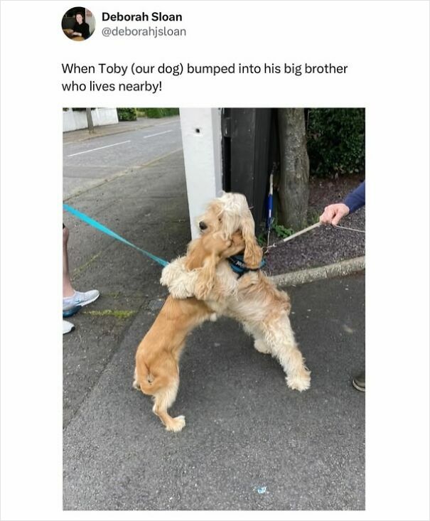 Two dogs joyfully hugging on the street, showcasing Scots' humor.