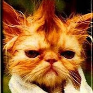 haraldwunderlich avatar