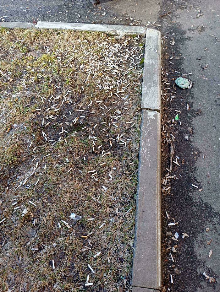 Pavement littered with cigarette butts, highlighting lack of self-awareness.