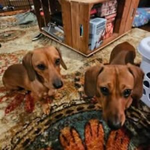 lovecolouredfacebook avatar