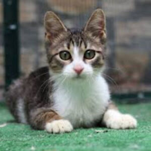 2024-4e-16luiching avatar