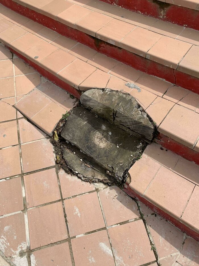 Broken tile steps with a failed repair attempt exposing a large tree stump underneath.