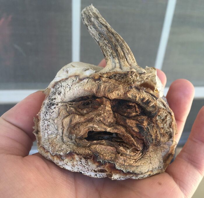 Aged garlic clove resembling a face, showing transformation over time.