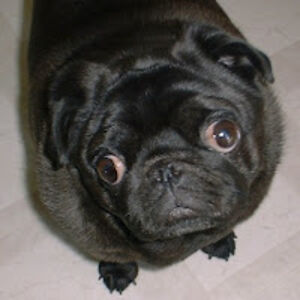 krystaglovasky-ridsdale avatar