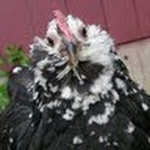 alexandreafarquhar avatar