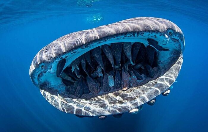 Giant whale shark with open mouth in the ocean, showcasing its size and teeth. Scary ocean imagery.