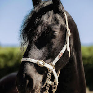 isabelladouglas avatar