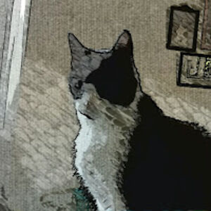 shanasethboston avatar