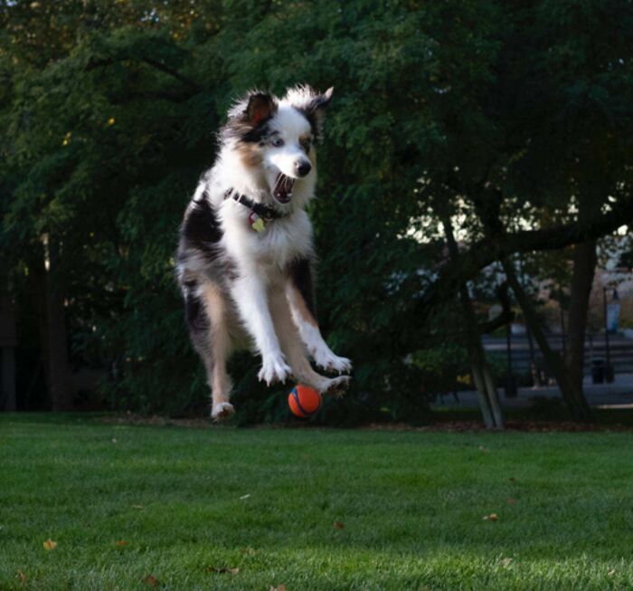 Dog mid-air, eyes wide, attempting to catch an orange ball, showcasing a fun yet challenging moment.