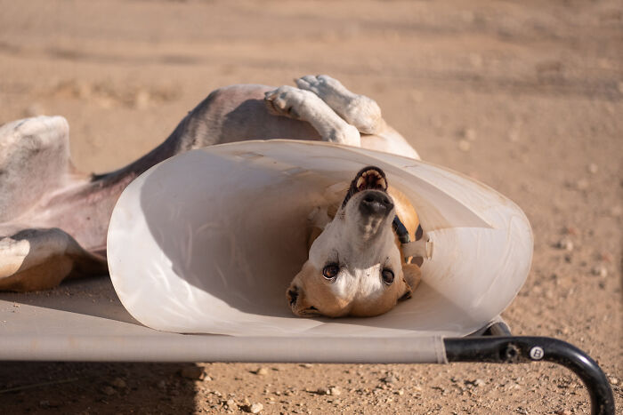 Hunting dog in a playful pose, wearing a cone, captured in artistic portrait by Elke Vogelsang. Hunting dog in a playful pose, wearing a cone, captured in artistic portrait by Elke Vogelsang.