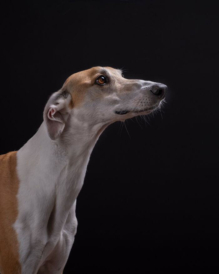 Portrait of a hunting dog by Elke Vogelsang against a dark background, showcasing its elegant profile. Portrait of a hunting dog by Elke Vogelsang against a dark background, showcasing its elegant profile.