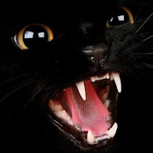 franciscosanchezmillan avatar