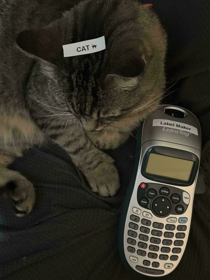 Tabby cat with a "CAT" label on its head next to a label maker, one of the unremarkable photos that are entertaining.