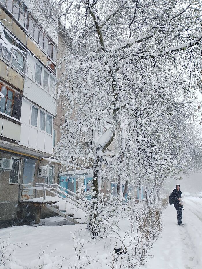 Snow-covered tree and sidewalk outside apartment building with person walking during winter, a completely unremarkable photo.