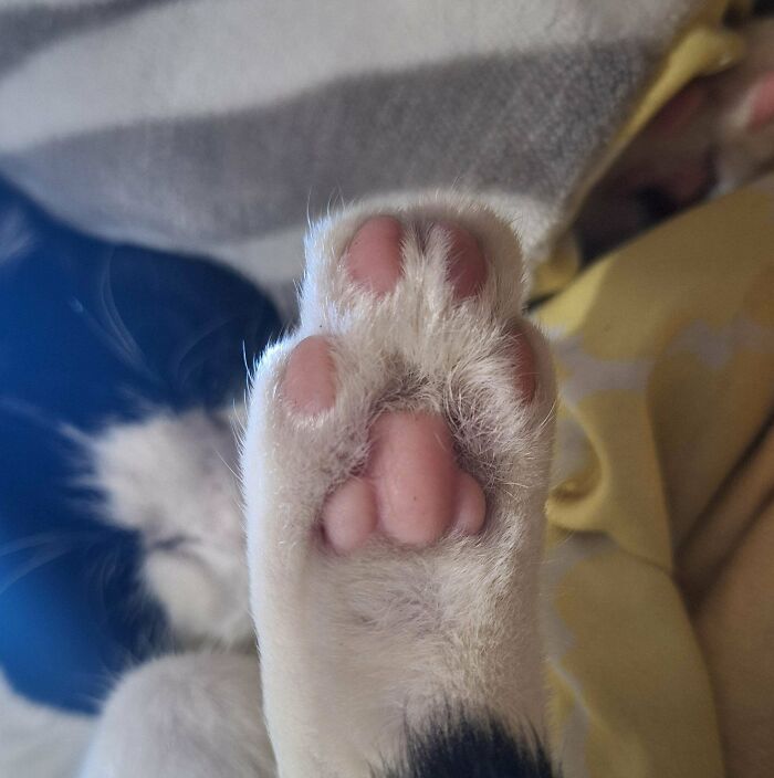 Close-up of a cat's paw with pink pads, one of the unremarkable photos that are surprisingly entertaining.
