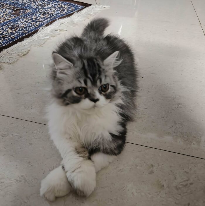 Fluffy gray and white kitten lying on floor with paws crossed, one of the completely unremarkable photos entertaining viewers.