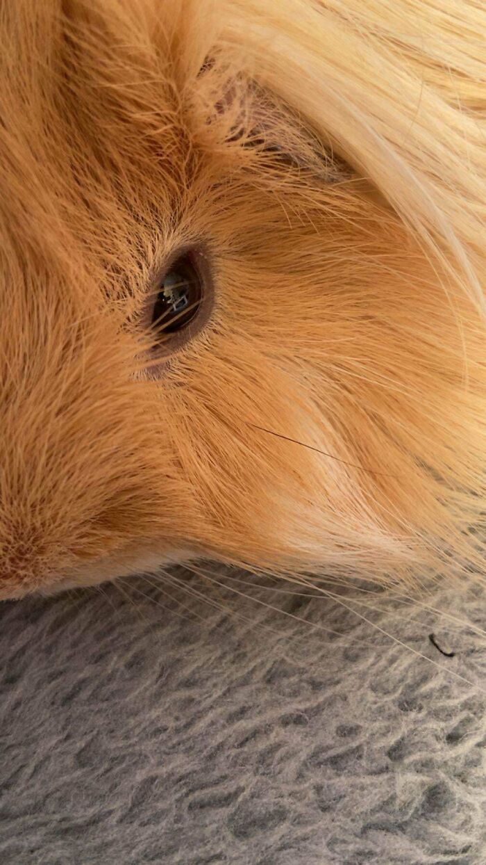 Close-up of a guinea pig’s face with detailed fur texture in a completely unremarkable photo that is oddly entertaining.