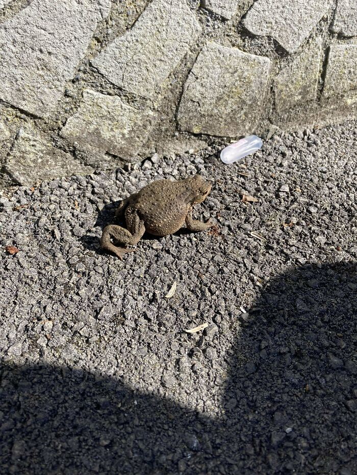 Toad sitting on rough pavement near stone wall and small plastic piece in an entertaining unremarkable photo.