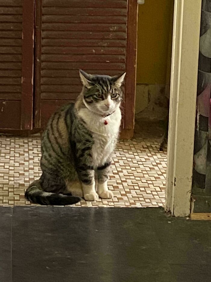 Tabby cat sitting on a tiled floor indoors, an unremarkable photo that is surprisingly entertaining and charming.