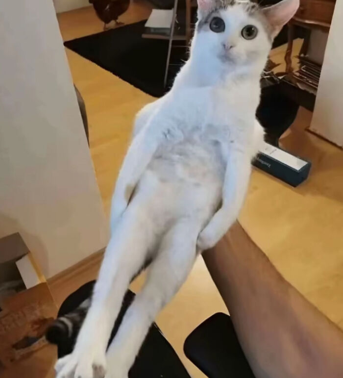 White cat held upright with a human arm, creating an unremarkable yet entertaining photo moment indoors.