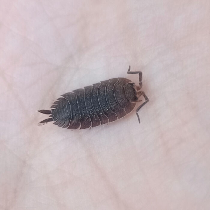 Close-up of an unremarkable insect resting on a pale surface, showcasing a mundane yet oddly entertaining photo.