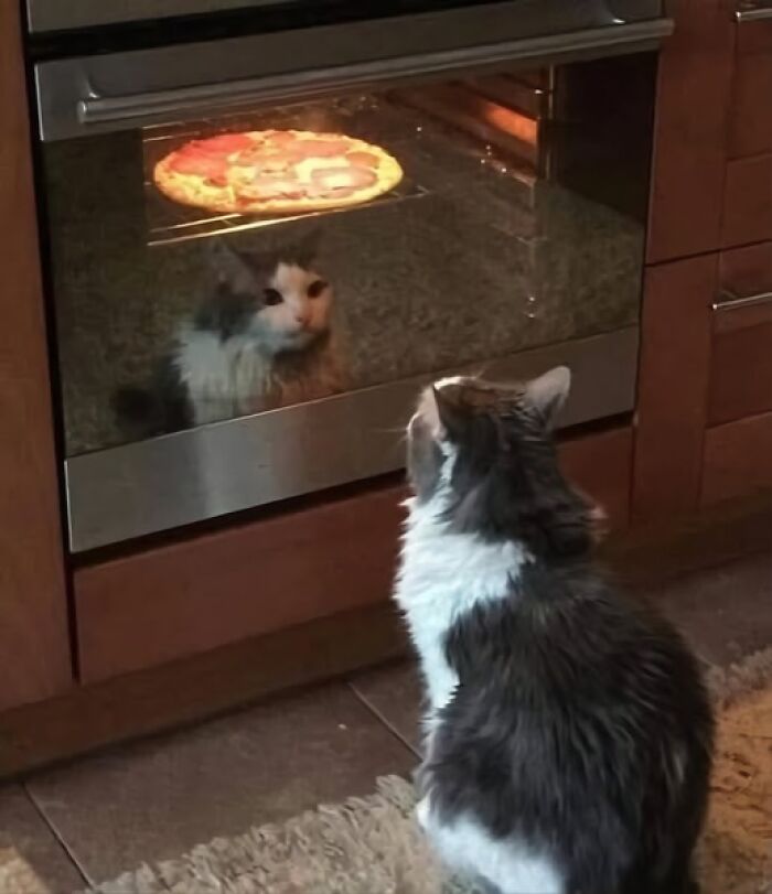 Cat curiously eyes pizza in oven, reflecting an amusing forbidden story.