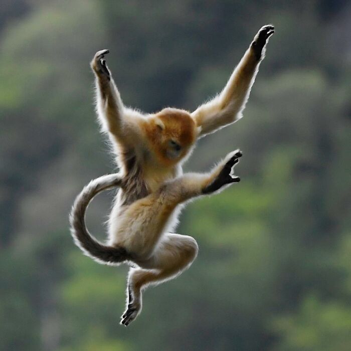 Monkey in mid-air, arms and legs outstretched, captured by photographer during a stunning wildlife moment.