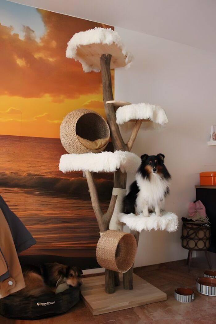 Woodworking project of a multi-level cat tree with fluffy platforms and woven baskets in a cozy room with dogs.