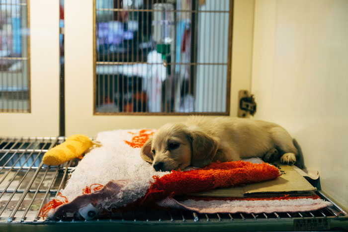 A puppy lying on a blanket inside a cage, representing good credit score opportunities. A puppy lying on a blanket inside a cage, representing good credit score opportunities.