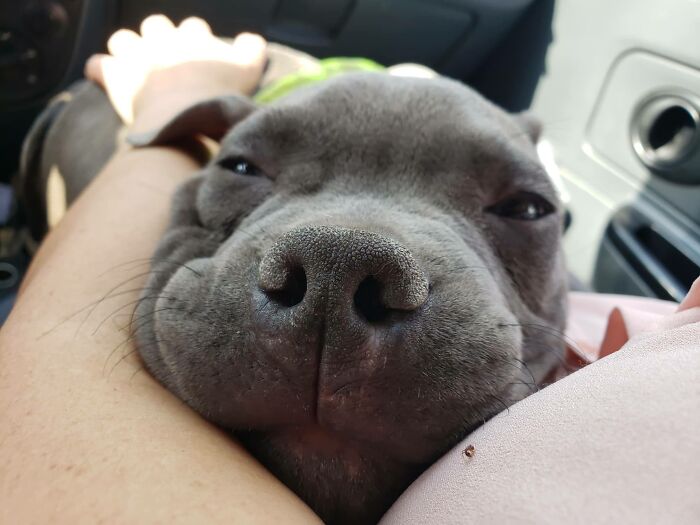 Close-up of a thriving puppy resting its head on a person’s arm, showing calm and contentment after being saved. - 5