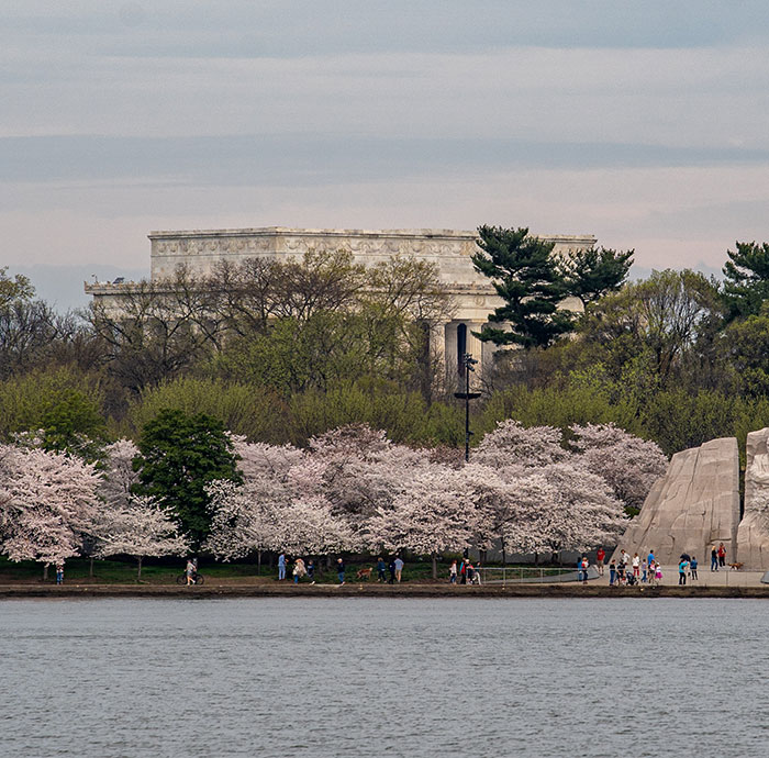Cherry blossoms near the Lincoln Memorial, with families strolling along the Tidal Basin, capturing the essence of a wonderful surprise. Cherry blossoms near the Lincoln Memorial, with families strolling along the Tidal Basin, capturing the essence of a wonderful surprise.