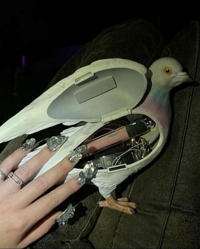 A hand with unique nail art opens a pigeon compartment, revealing random items inside, illustrating cursed images.