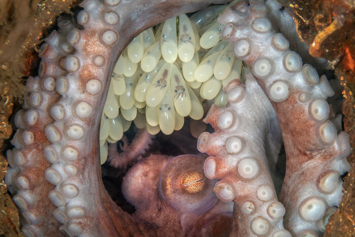 Octopus guarding eggs underwater, showcasing wildlife wonders with its tentacles curled protectively around the cluster.