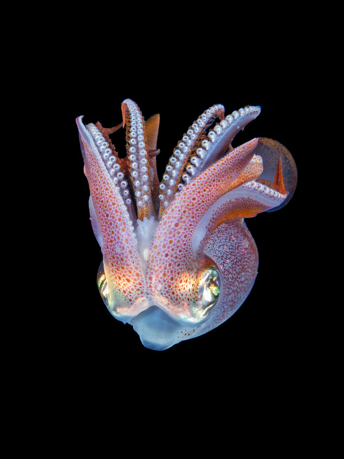 Colorful squid showcasing nature's wonders with vibrant tentacles against a black background.