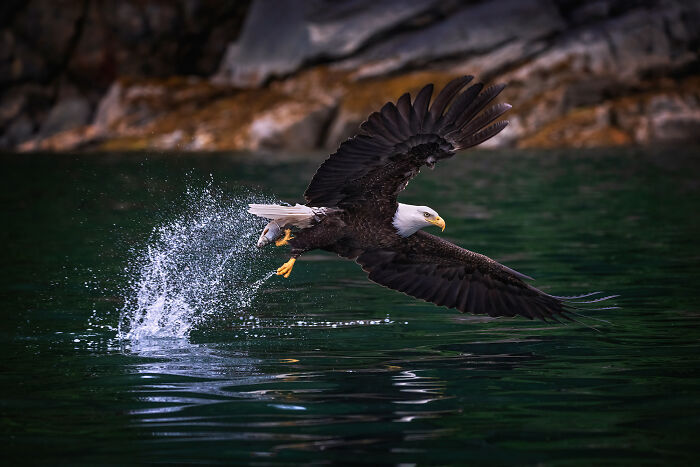 Bald eagle capturing fish from water in stunning wildlife photo by Kat Zhou, highlighting nature’s wonders.