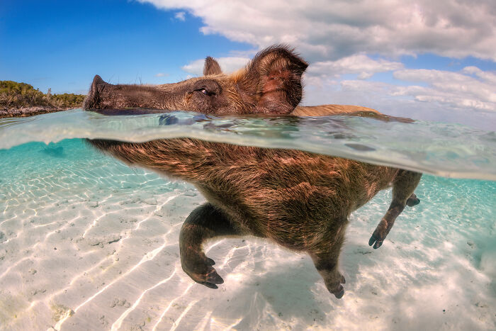 Wildlife photo of a pig swimming in clear water, showcasing nature’s wonders.