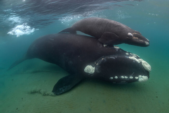 Whale with calf underwater, showcasing stunning wildlife wonders by Kat Zhou.