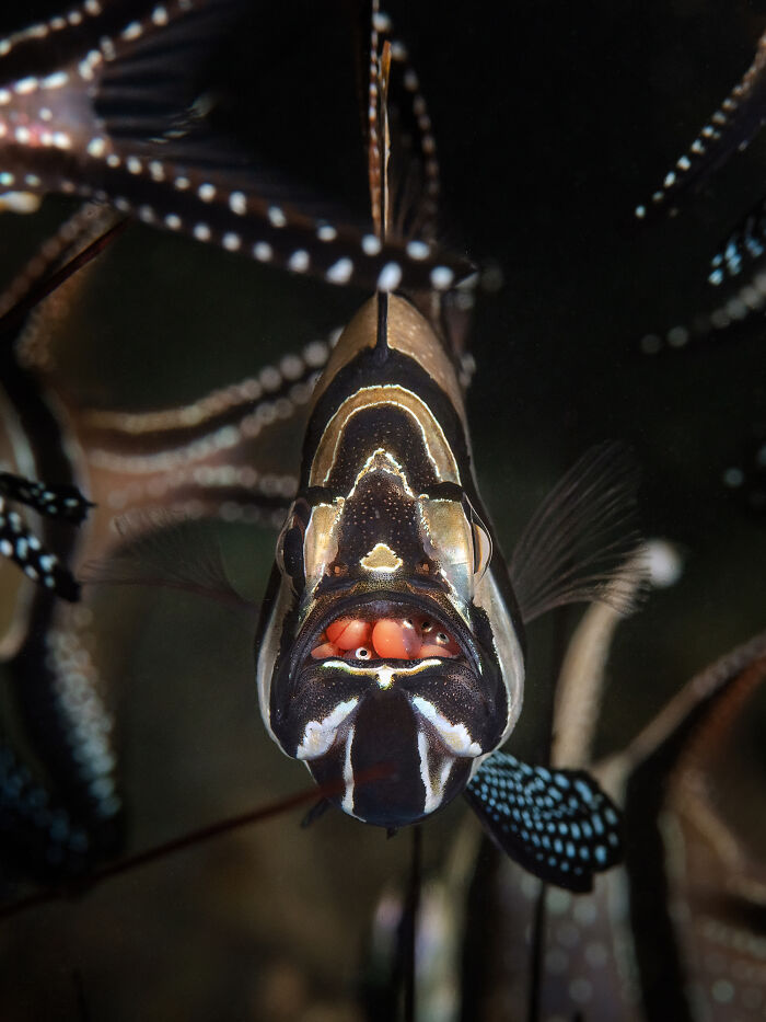 Close-up of a fish mouth-brooding its offspring, showcasing nature’s wonders underwater.