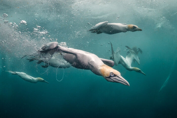 Wildlife photo of birds swimming underwater, showcasing nature's wonders with graceful motion.
