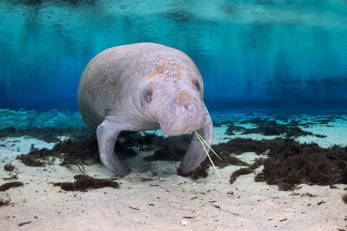 Manatee swimming in clear water, showcasing nature’s wonders.