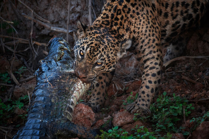 Leopard fiercely biting a crocodile, showcasing nature's wonders in the wild.