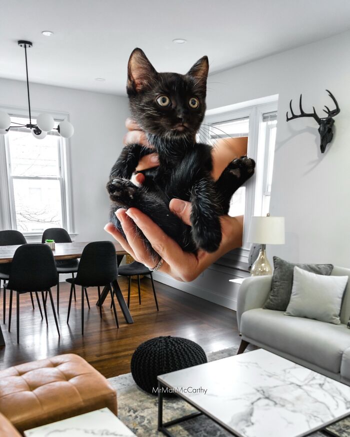A giant black cat being held in a modern living room, illustrating giant cats ruling the world concept.