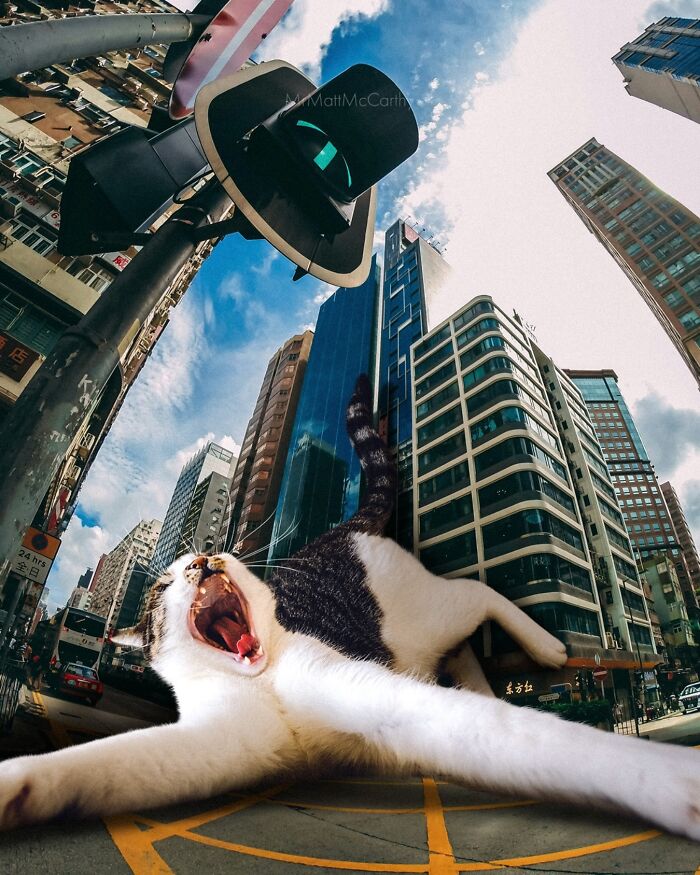 Giant cat sprawled across city street with skyscrapers and traffic light, illustrating adorably unsettling art.