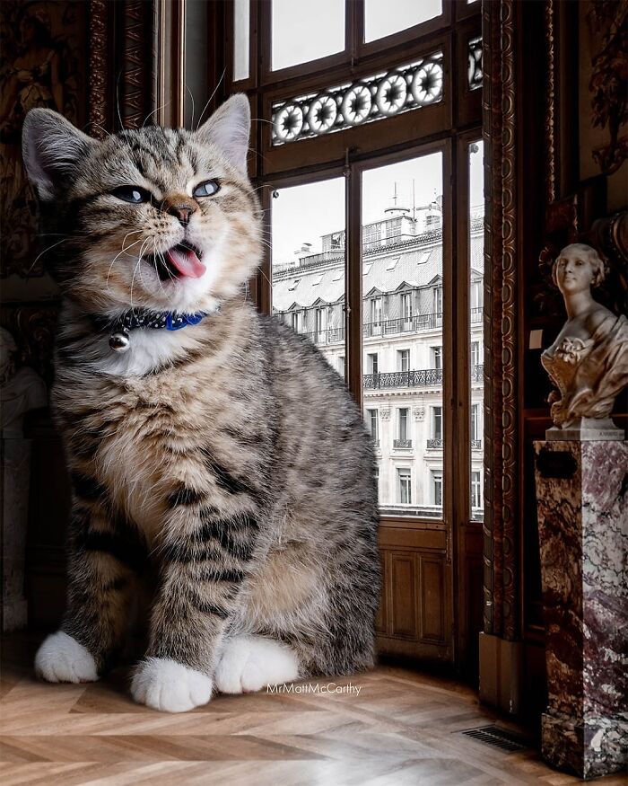 Giant cat with a blue collar sits towering inside a room, next to a window overlooking historic buildings.