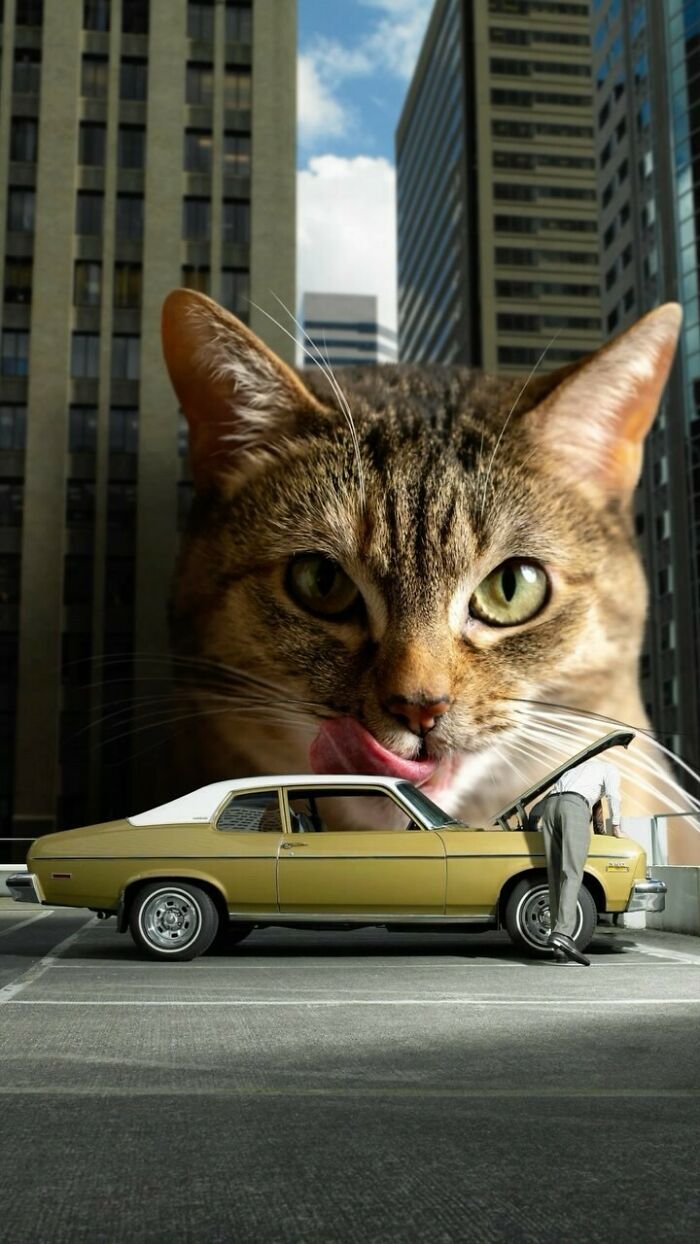 Giant cat towering over city and car, licking its lips, depicting cats ruling the world.