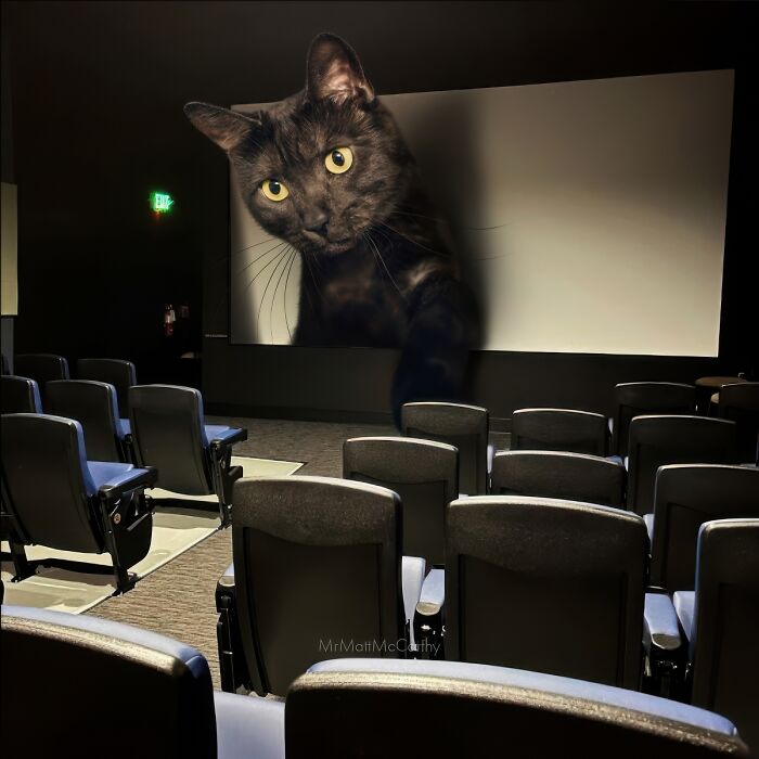 Giant cat art piece featuring a black cat on a movie screen in an empty theater, creating an adorably unsettling scene.