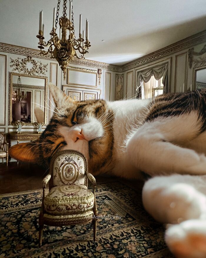 Giant cat sleeping in an ornate room, next to a tiny antique chair, embodying an imagined world ruled by cats.