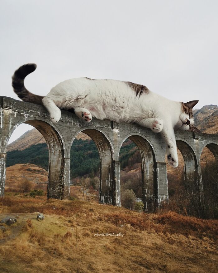 Giant cat lounging on a viaduct, showcasing imaginative art of cats ruling the world.